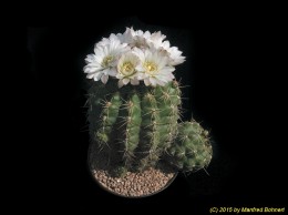 Gymnocalycium spec. 94